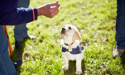 $80 for $160 Worth of Services — Who Let Dogs Workout