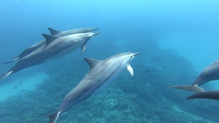 Morning Dolphin-Swim Private Charter for Four or Six from SeeLife Adventures (Up to 27% Off)