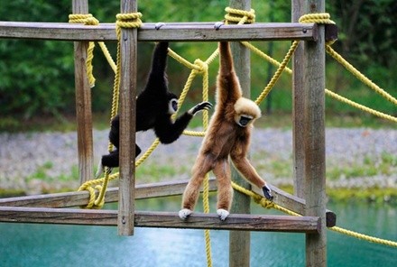 Single-Day Admission for One Person at African Safari Wildlife Park (Up to 14% Off). Two Options Available.