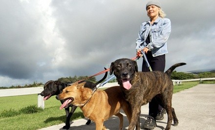 Three Dog Walks from PTC Pet Services (38% Off)