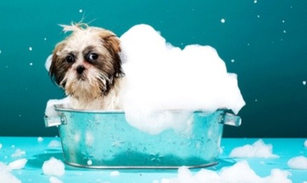 $15 for Dog Spa Bath with Wash, Brush, Facial, and More at The Snooty Pooch Pet Spa ($35 Value)