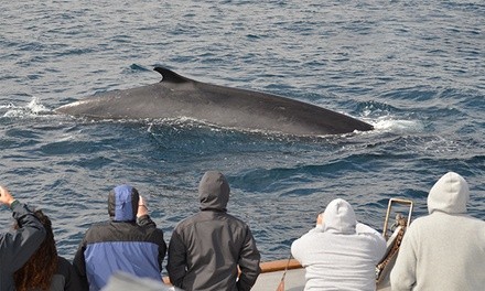 Dolphin and Whale Watch Cruise for 1, 2, 4, 6, or 10 People at San Diego Whale Watch (Up to 54% Off)