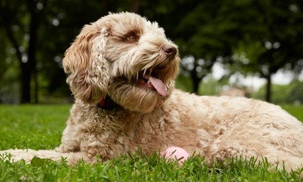 Five or Ten 30-Minute Walks for a Dog with Meet and Greet Consultation from Lulu & Leo (Up to 50% Off)