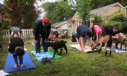 Private 90-Minute Goat Yoga Party for Up to 20 or Up to 25 Guests at Red Wagon Goats (Up to 20% Off)