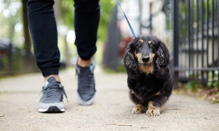 Five or Ten 30-Minute Dog Walking Sessions at Woofs & Wags (Up to 55% Off)