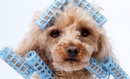 Up to 50% Off on Pet - Grooming / Salon at Dog Groomer Academy