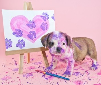 Virtual live Paint-Your-Pet Class for One or Two from Colorful Oasis (Up to 51% Off)