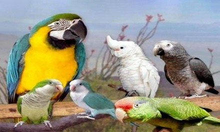 Admission for One or Two to St Augustine Exotic Bird Fair on Sunday, June 13 at 9 a.m. (Up to 20% Off)