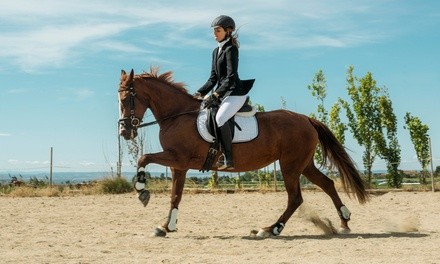 Horseback-Riding Lessons and Trail Ride from Horse Healing Adventures (Up to 64% Off). Six Options Available.