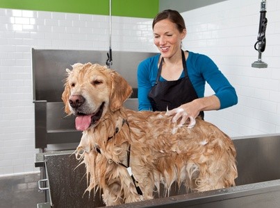 Up to 50% Off on Grooming - Pet (Retail) at Diamond Collar Dog Spa