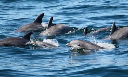 Book Now: Whale-Watching Tour for One from Cape May Whale Watch & Research Center (Up to 32% Off). 