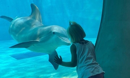 SIngle-Day Admission for One Child, Adult, or Senior at Clearwater Marine Aquarium (Up to 7% Off)