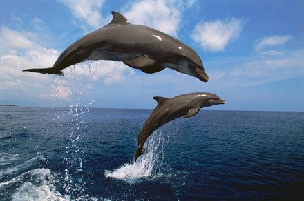 Dolphin Safari & Scenic Tour at Fins Up Tours (Up to 42% Off). Four Options Available.