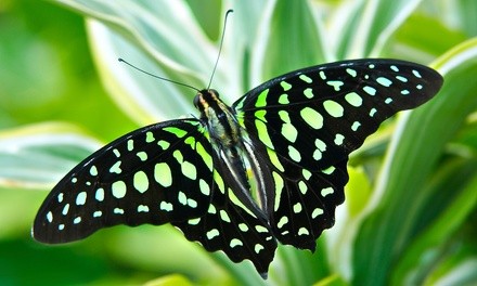 Admission for 2, 3, or 4 Adults or Children to Philadelphia Insectarium and Butterfly
Pavilion (Up to 23% Off)