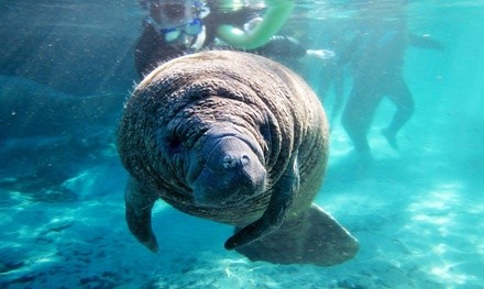 $38 for One Manatee Snorkel and Tour for an Adult at Manatee Tour and Dive ($55 Value)