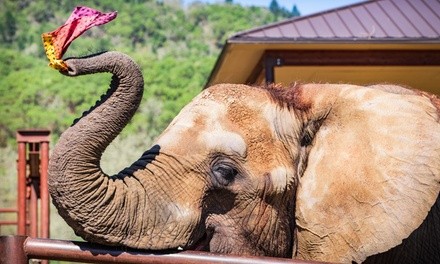 Admission for One, Two, or Four to Group Elephants Adventure Encounter at Wildlife Safari (Up to 50% Off)