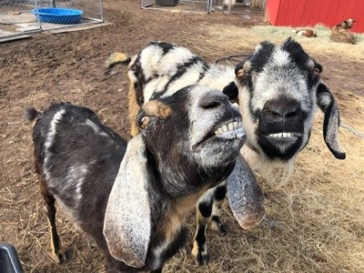 Up to 40% Off on Farm Tour at Circle L Ranch Animal Rescue And Sanctuary