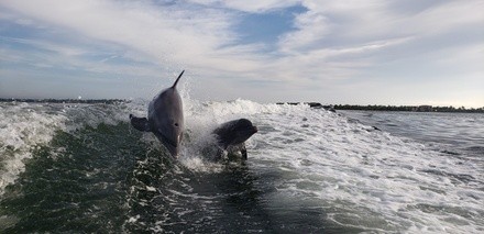 Three-Hour Dolphin Watch/Eco Tour for One or Two from Pure Florida (Up to 46% Off)