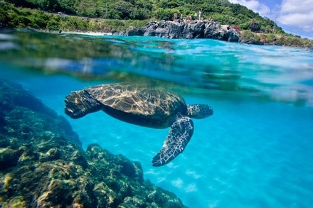 Up to 49% Off on Tour - Guided at Hawaii Turtle Tours