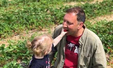 Strawberry Picking for Up to Four or Eight Guests at Farmer Dave's (Up to 45% Off)