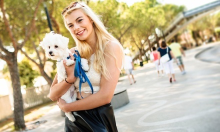 Two or Four 30-Minute Dog Walking Sessions from Syds Petsittn (Up to 50% Off)