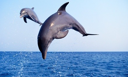 Book Now: $25 for Two-Hour Dolphin Tour at 1:30 p.m. at Captain Johnny's Dolphin Tours ($30 Value)