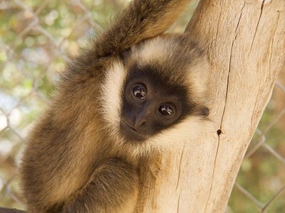 Up to 50% Off on Zoo / Animal Park at Gibbon Conservation Center