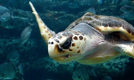 Up to 29% Off on Party - Children's at Sea Quest Interactive Aquarium Fort Worth