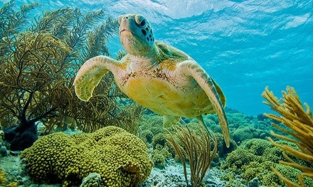 8.5-Hour Turtle Canyon Snorkel Cruise for One, Two, or Four Adults from VIP Tours and Activities (Up to 42% Off)