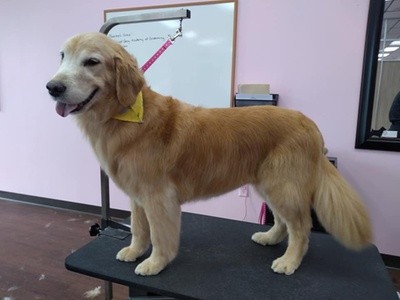 Up to 37% Off on Pet - Grooming / Salon at Woof Gang Academy of Grooming