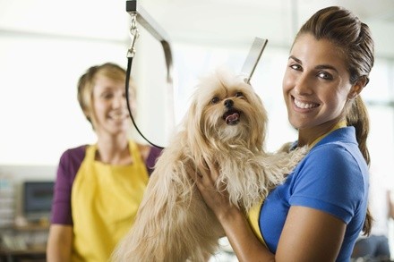 Up to 36% Off on Pet - Grooming / Salon at Spoiled Rotten Pet Salon