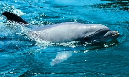 Up to 22% Off on Dolphin Watching at Fantasy Ocean Adventures