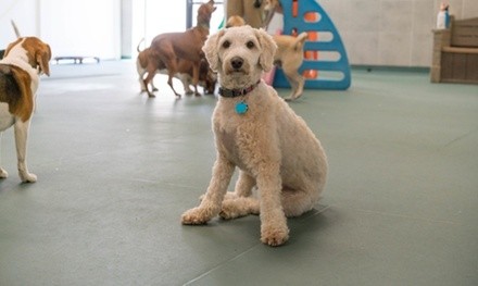 Dog Boarding at Best Friends Pet Hotel (Up to 50% Off). Seven Options Available.