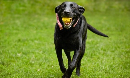 Three or Seven Days of Boarding for a Dog at Best Friends Pet Hotel (Up to 52% Off). Four Options Available.