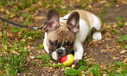 Three or Seven Days of Boarding for a Dog at Best Friends Pet Hotel (Up to 44% Off). Four Options Available.