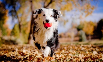 Three or Seven Days of Boarding for a Dog at Best Friends Pet Hotel (Up to 47% Off). Four Options Available.