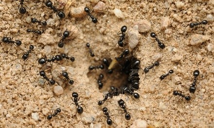 Up to 50% Off on Pest Control Service - General at A-OK Termite and Pest Control