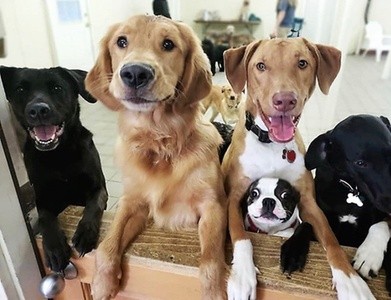 $76 for Five Days of Doggy Day Camp at Best Friends Pet Hotel ($140 Value)