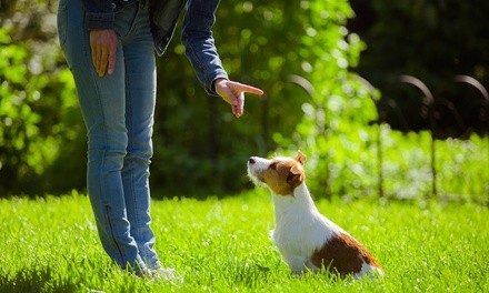 Up to 40% Off on Obedience individual lessons at Good Dogs Stay