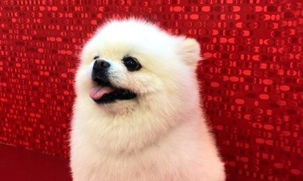 Up to 16% Off on Pet - Grooming / Salon at Paws Up Pet Salon