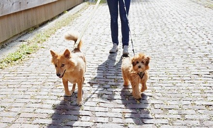 One or Two Weeks, or One Month of Dog Walking from Gimme A Break Pet Care (Up to 50% Off)