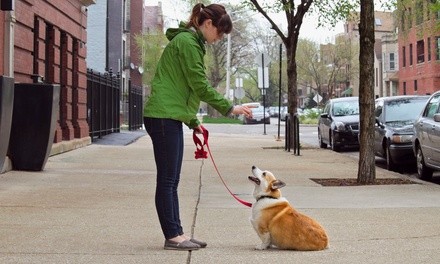 5 or 10 15-Minute Individual Dog Walks from Leash Pals (Up to 61% Off)