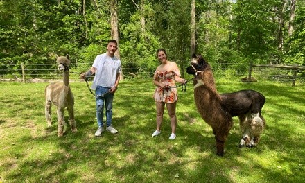 Public or Private Alpaca Farm Tour at Hidden Brook Ranch (Up to 25% Off). Three Options Available.