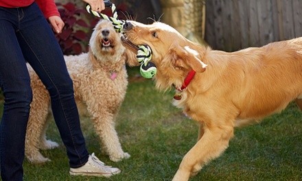 Up to 34% Off on Obedience School at Just Wag With Us