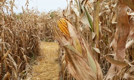 Wagon Ride and Corn Maze for Two, Three, or Four at Fall Harvest Orchard (Up to 20% Off)