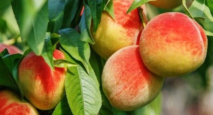 Peach Picking Admission for One or Four at Apple Ridge Orchards (Up to 44% Off). 10 Options Available.