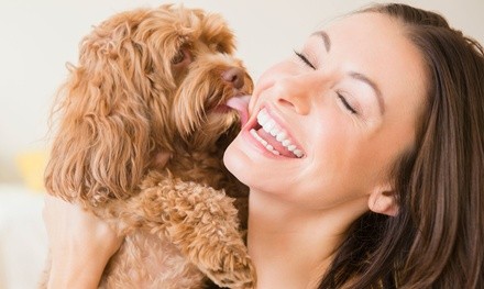 Two, Four, or Six Days of Dog Daycare at Twissted Whiskers (Up to 54% Off)