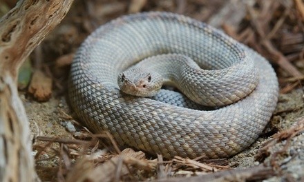 VIP or Weekend Warrior Admission to Show Me Reptile and Exotics Show (Up to 62% Off)