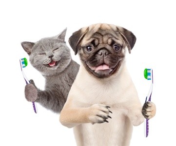 Up to 34% Off on Healthcare - Pet (Retail) at PAWSitive Smiles, LLC, No Anesthesia Pet Dental Cleanings