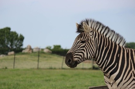 Single-Day Admission for One Person at African Safari Wildlife Park (Up to 38% Off). Two Options Available.